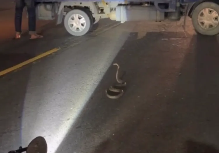 眼鏡蛇出現路中。翻攝畫面