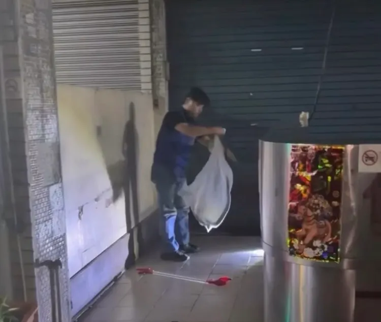 農業局派人將眼鏡蛇捕捉。翻攝畫面