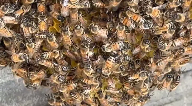 有密集恐懼症的民眾，近距離觀看會覺得全身發毛。讀者提供