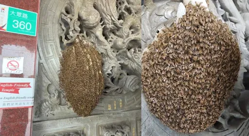 密集恐懼症慎入！　四草大眾廟牆上「長」蜂窩　萬頭鑽動超嚇人