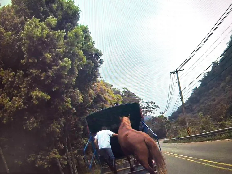 3人最後找來貨車運走馬匹。民眾提供