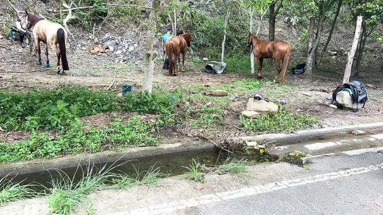 警方在路邊樹木旁找到3人及3匹馬。民眾提供
