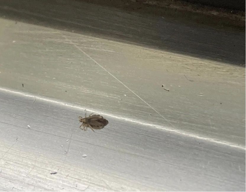 台鐵蟲害!搭車慘被「蝨子」爬滿身 官方:扣留列車深層清潔