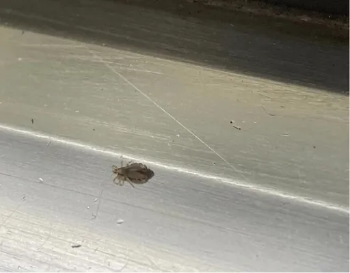 台鐵蟲害！搭車慘被「蝨子」爬滿身　官方：扣留列車深層清潔