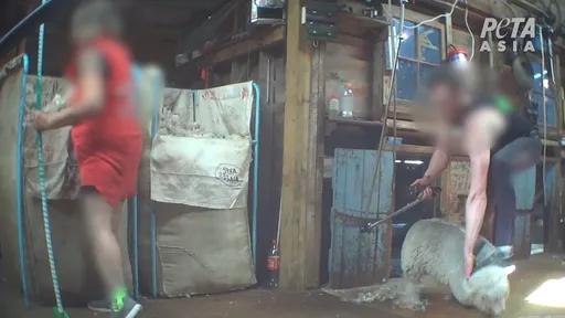 羊毛工人虐羊為樂遭起訴　紐西蘭還有30處農場挫咧等