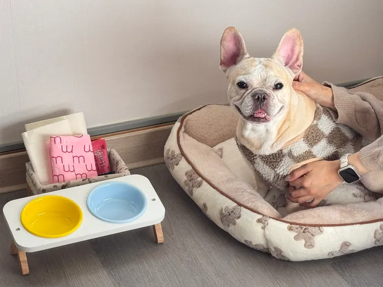 福容花蓮店房內陶瓷雙碗組、寵物睡墊或行軍床、尿布墊及互動玩具。業者提供