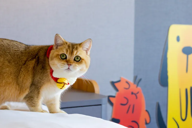 嘉義福容voco酒店精心規劃寵物友善房型樓層以及寵物專用電梯。業者提供