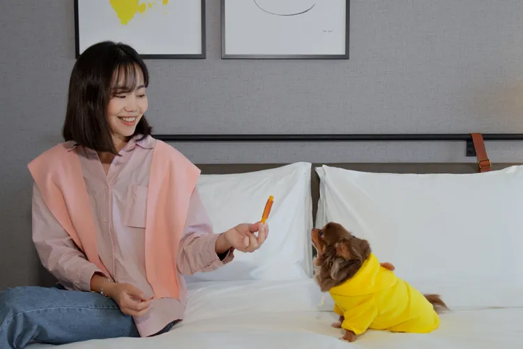 嘉義福容voco酒店入住寵物房一大床（不含早餐）6400元起。業者提供