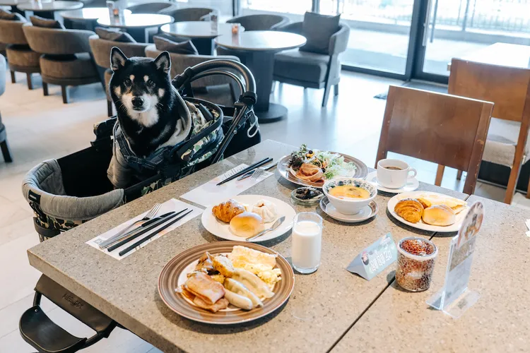 福容福隆店大廳酒吧早餐時段設有毛孩用餐區。業者提供