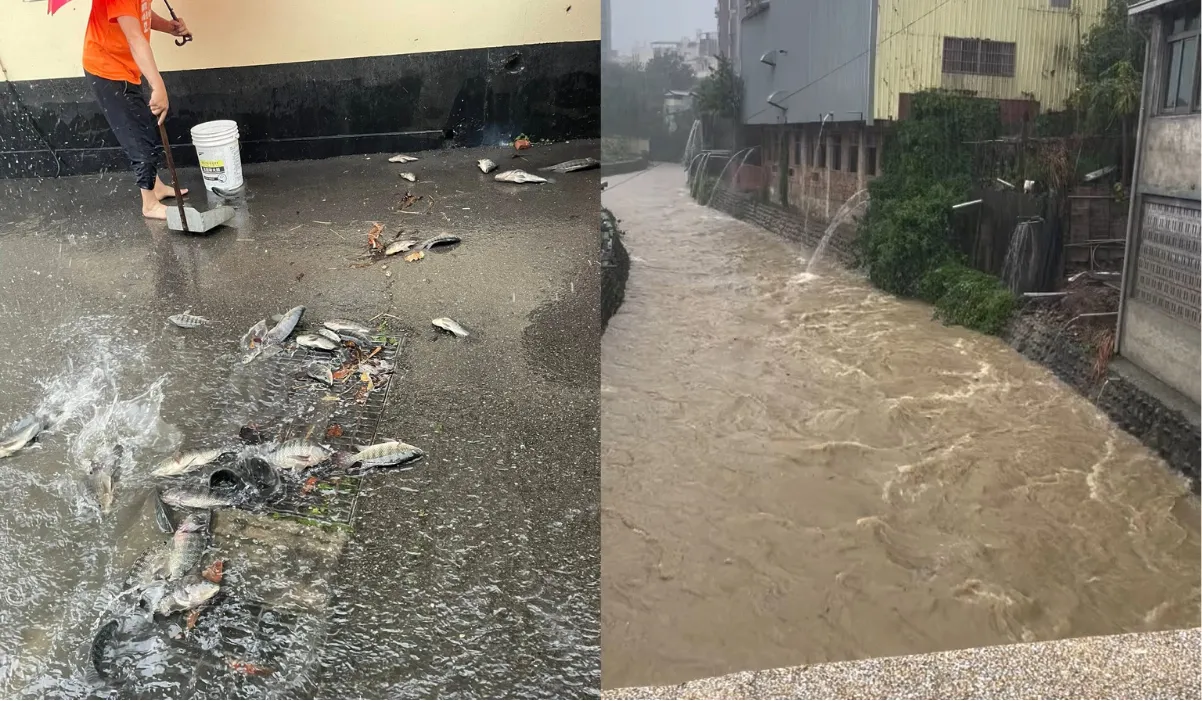 雨量Top30苗栗全包！在地驚見奇觀「滿地魚」　居民全力搶救