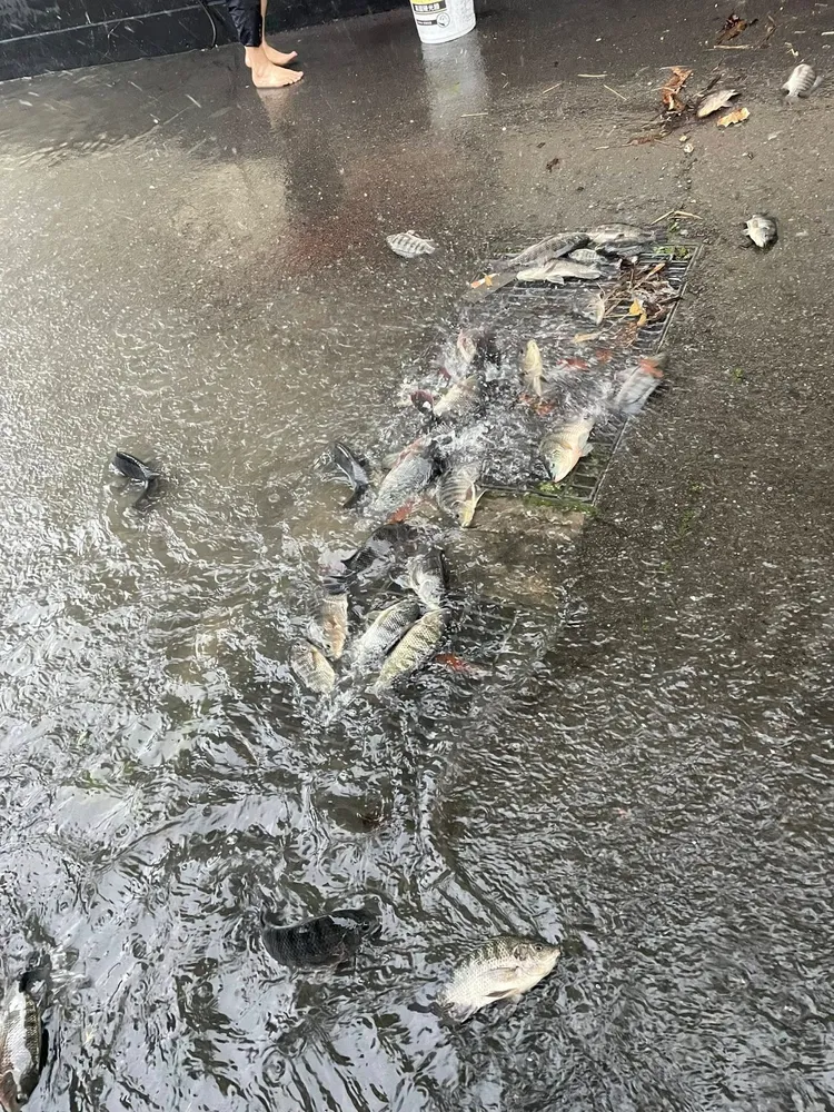 苗栗新庄街竟出現「遍地是魚」的罕見奇觀。翻攝苗栗大小事臉書