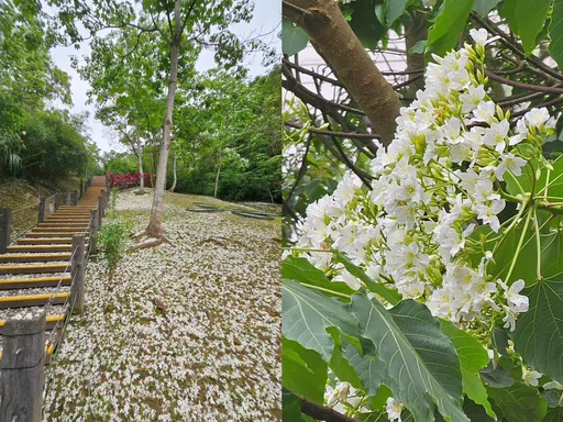 桐花雪美翻新北！客家桐花祭浪漫開幕　7大路線一次賞