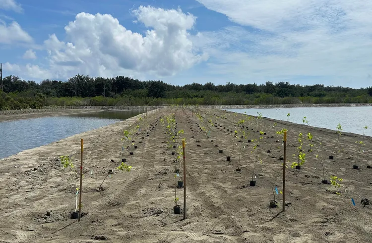 台灣大哥大攜手國科會與學界團隊，在台江國家公園推動紅樹林復育，將閒置魚塭轉型為藍碳碳匯場域，兼顧減碳效益與生態修復，吸引魚鳥回流並逐步形成生物多樣性熱點。台灣大提供