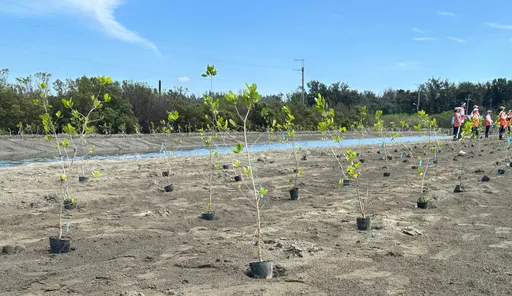 不只種樹還種海！台灣大紅樹林復育計畫成藍碳新解方