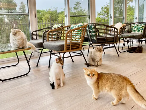 帶貓咪絕育就送500元　這縣市5/1起實施