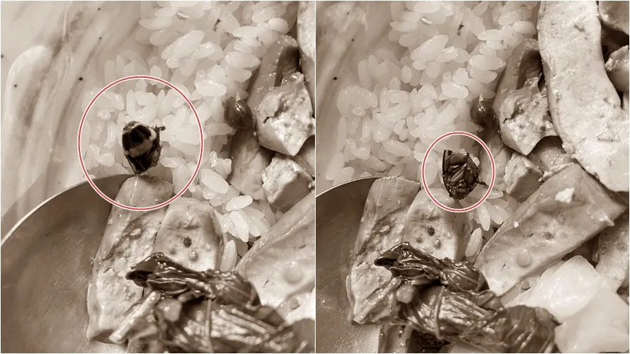 劉德華來台最愛排骨飯「君悅排骨」　民眾怒爆疑吃到蟑螂頭