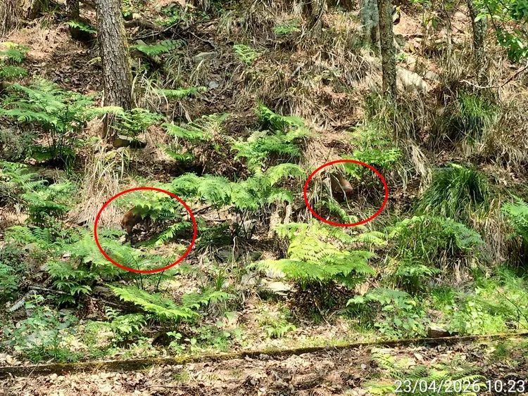 樹林中隱藏2隻山羌。翻攝武陵農場臉書