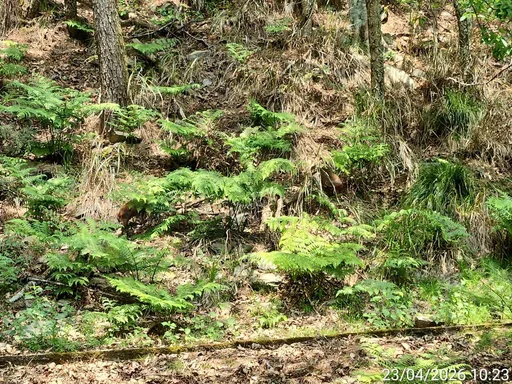 武陵農場「隱身術大師」躲貓貓　你能找到幾隻？