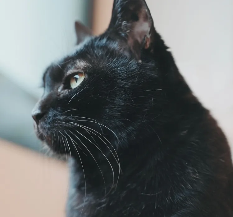 黑貓Socles因縱隔淋巴瘤末期病逝。翻攝「黃阿瑪的後宮生活」粉專