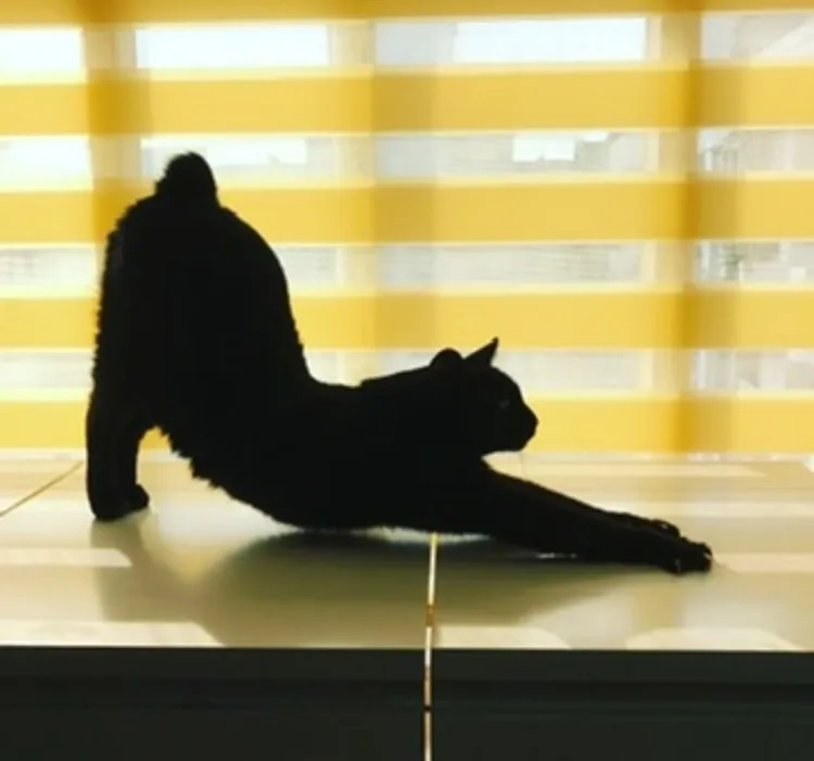 16歲黑貓Socles深受粉絲喜愛。翻攝「黃阿瑪的後宮生活」粉專