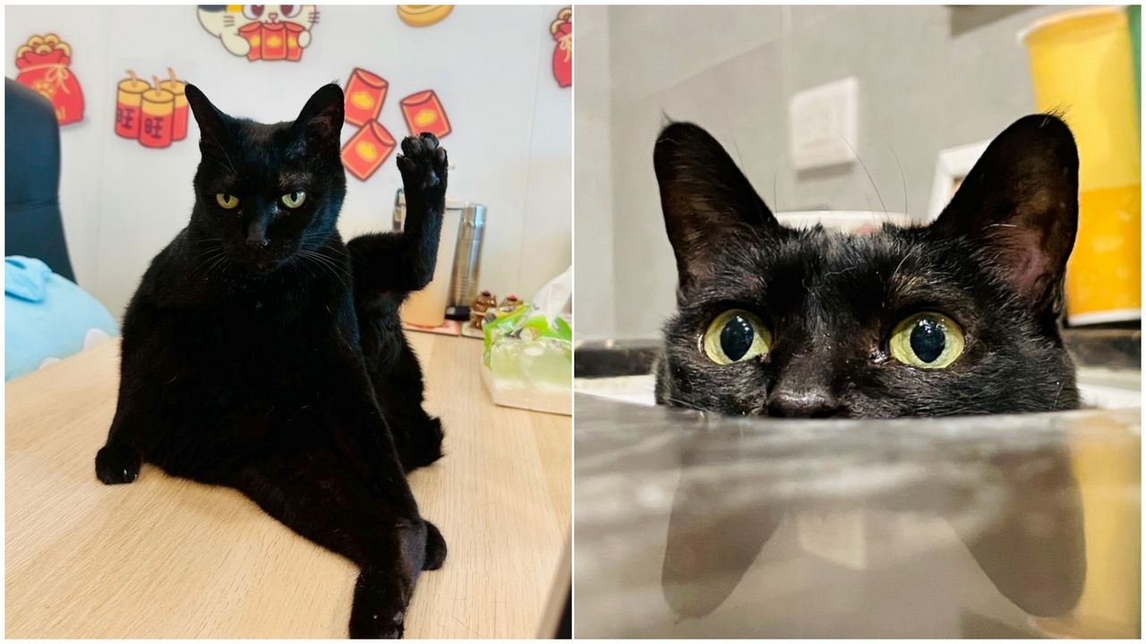 「黃阿瑪的後宮生活」黑貓Socles病逝 悲傷宣布頻道停更