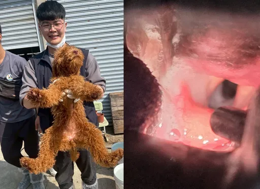 嘉義黑心狗場驚見犬隻只能「發氣音」　送醫證實被割聲帶！場主法辦
