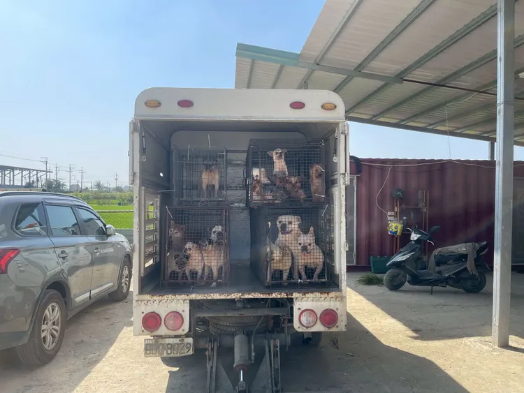 嘉畜所沒入水上鄉黑心繁殖狗場63隻犬，發現部分犬隻聲帶被割除。縣府提供