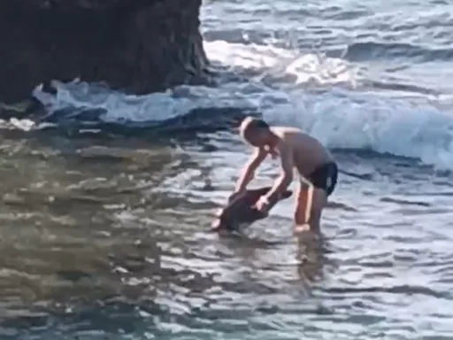 小琉球中國遊客違規碰觸海龜！違反野保法　海巡追查送辦