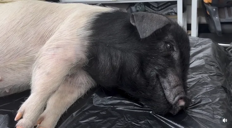 「金華豬」雖是仿真機械動物，但呼吸起伏非常逼真。攝自andrew_cinemorphsfx IG