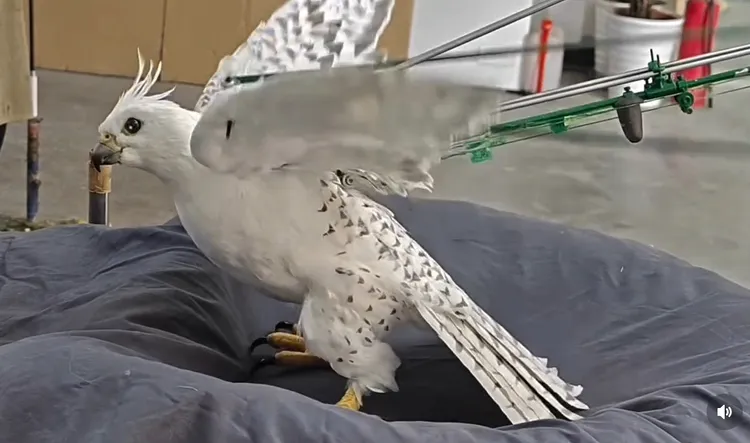 「隼隼」是由操偶師精準操作，才能栩栩如生。攝自andrew_cinemorphsfx IG