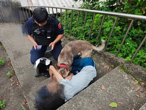 汪汪隊立大功！基隆婦突昏迷倒地　愛犬不離不棄狂吠救命