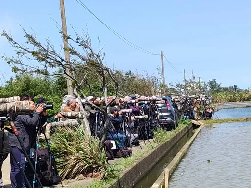 稀有迷鳥現蹤大園引發搶拍亂像　驚動警方前往勸導