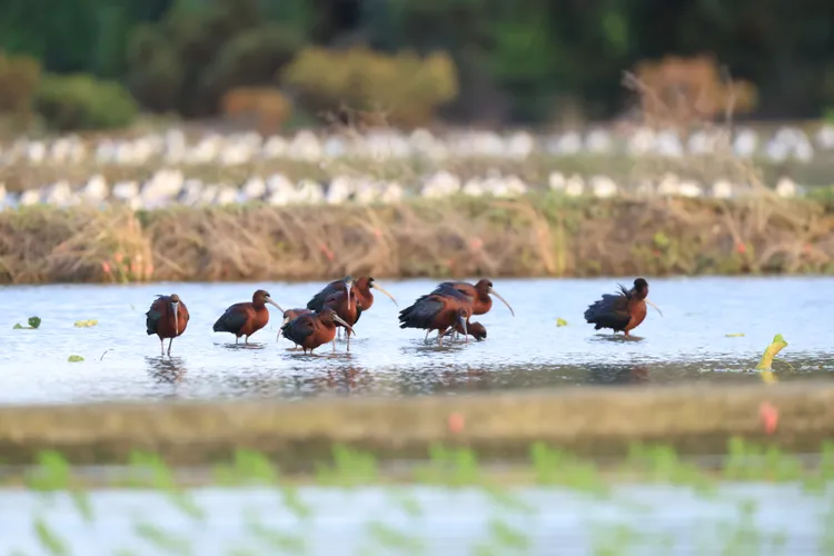 大園區農田驚見彩䴉。桃園市野鳥協會常務理事劉義仁提供