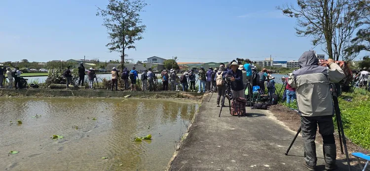 大園區農田驚見彩䴉，鳥友搶拍。桃園市野鳥協會常務理事劉義仁提供
