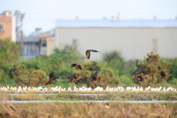 大園區農田驚見彩䴉。桃園市野鳥協會常務理事劉義仁提供