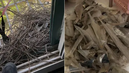 喜鵲復仇！廚房窗外築巢被拆　狂叼枯枝玻璃封窗反擊人類