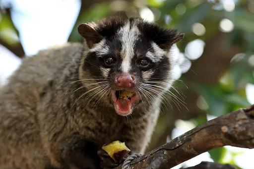 壹蘋派生活美語　都市裡的野鄰居