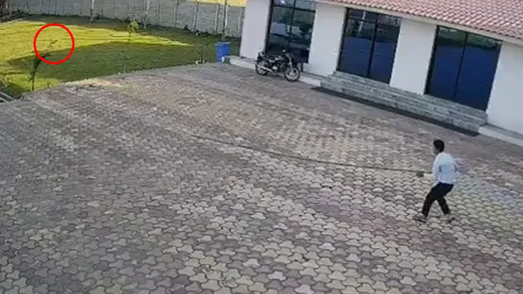 度假村員工拉努驅趕猴子（紅圈處）。翻攝自X