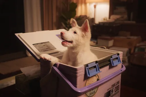 毛孩家長戲院爆哭！泰國「浪浪」電影首週票房冠軍　擊敗瑪利歐