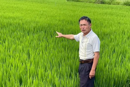 南投稻農拿「稻米達人」金牌獲60萬　竟遭排富取消津貼！農業部回應了