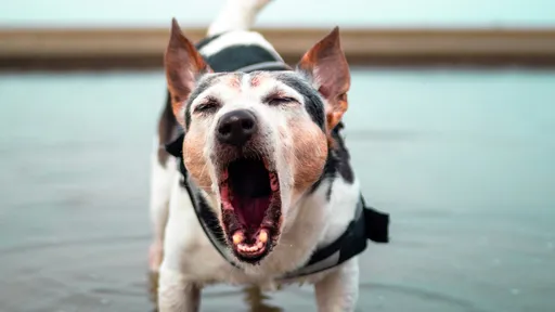 狗未繫繩戴口罩撲傷人　新竹女飼主不認錯判拘役10天