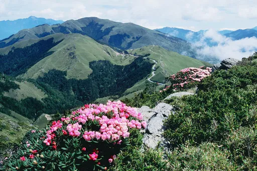合歡山杜鵑花季登場　台14甲線翠峰至大禹嶺4/11起交管