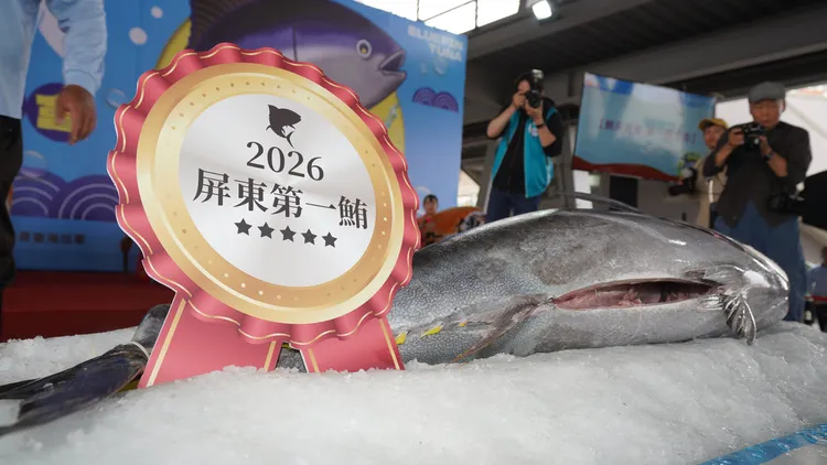 屏東第一鮪8日在東港魚市場舉行拍賣會，以每公斤1萬600元得標、總價201萬4,000元。翻攝畫面
