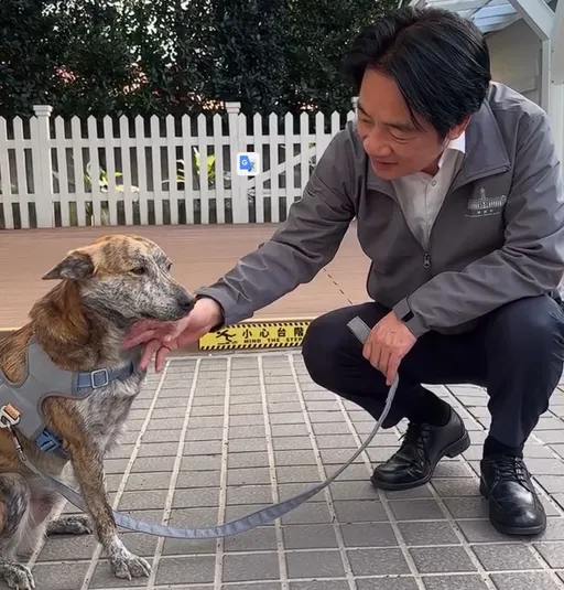 養身障愛犬也惹到陳珮琪？賴清德貼「斑斑」影片反應曝光