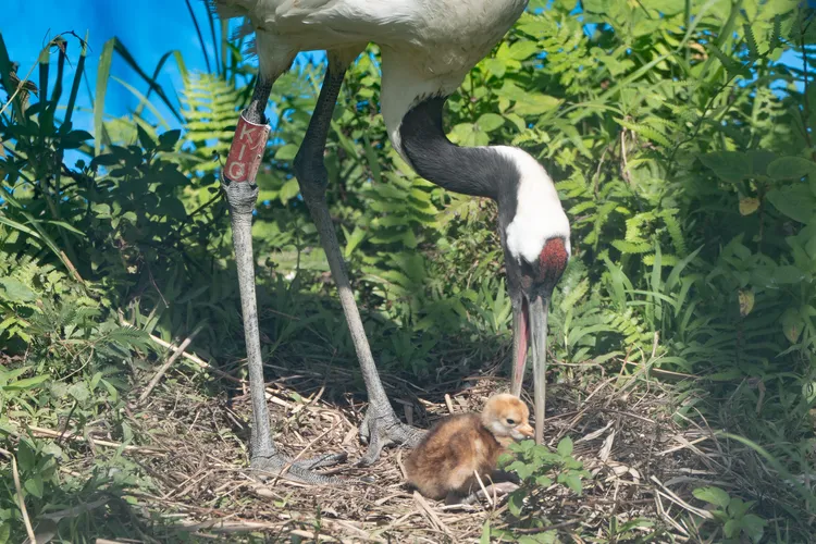 出生第一天的丹頂鶴寶寶幾乎都窩在巢中，由丹頂鶴媽媽KIKA照顧。台北市立動物園提供