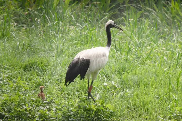 帶著寶寶的丹頂鶴BIG和KIKA對周圍環境非常警戒。台北市立動物園提供