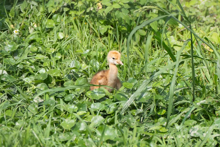 丹頂鶴屬於早熟性鳥類，出生不久就開始跟著媽媽活動。台北市立動物園提供