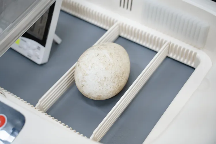 為了確保丹頂鶴蛋順利孵化，在保育員確認鳥蛋成功受精後，就送往人工孵化室協助孵化。台北市立動物園提供