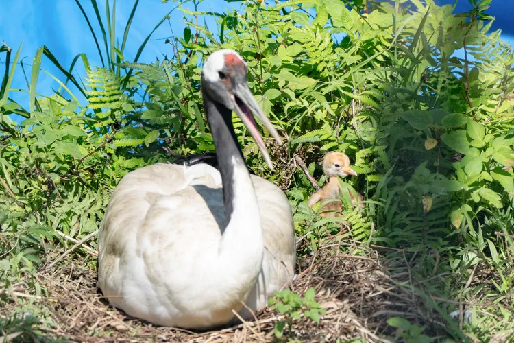 躲在草叢中的丹頂鶴寶寶，身上覆滿乾草般黃褐色絨毛。台北市立動物園提供