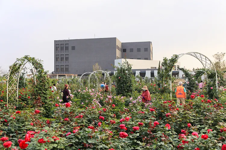台南後壁的雅聞湖濱療癒森林有玫瑰花盛開。南市府提供